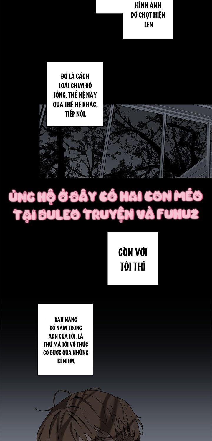 Đọc truyện Đường Chim Bay - Chapter 5